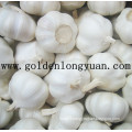 Fresh Pure White Garlic New Harvest